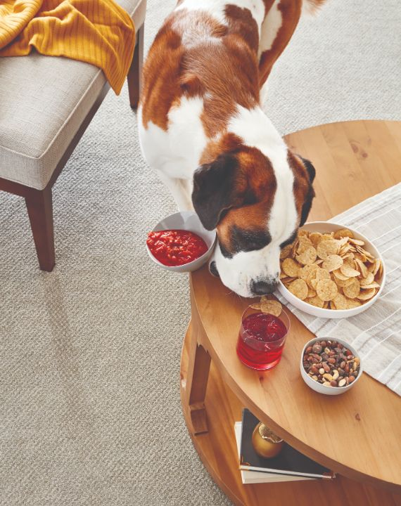 Saint Bernard dog having snack on the carpet. 